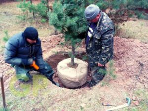 Посадка та пересадка дерев у Києві