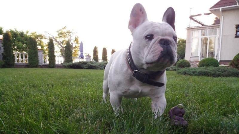 Створення спеціального газону у Києві